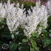 Salvia Turkestanica Vatican White